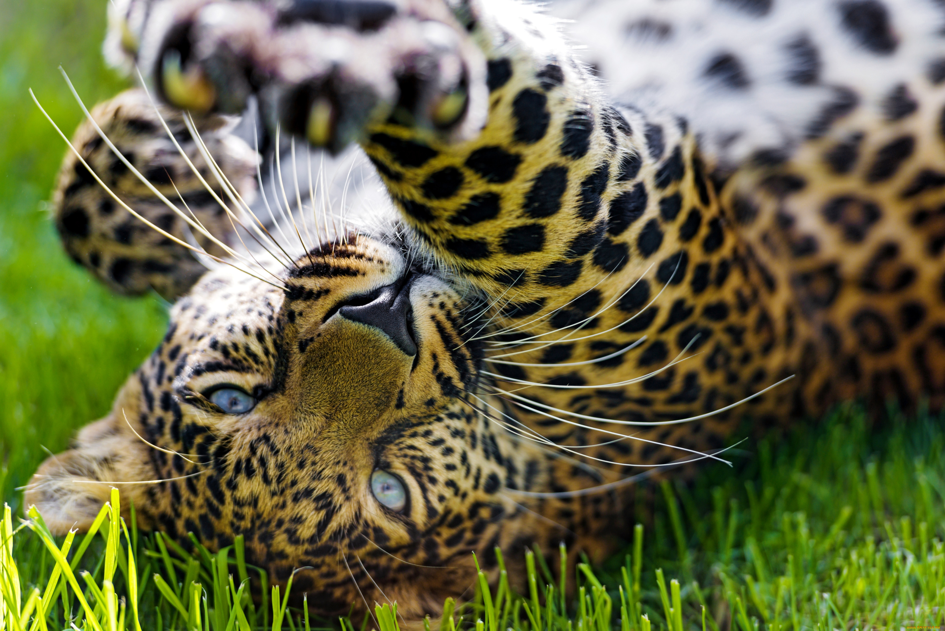 Картинки животных красивые. Алмазная мозаика "леопард", 40х50см. S 609. Леопард. Фон животные. Хищные животные.
